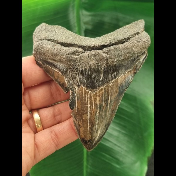 9,6 cm dunkler Zahn des Megalodon