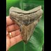 9,6 cm dunkler Zahn des Megalodon