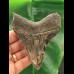 9,6 cm dunkler Zahn des Megalodon