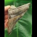 9,6 cm dunkler Zahn des Megalodon