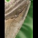 11,7 cm sehr scharfer Zahn des Megalodon