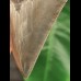 11,7 cm sehr scharfer Zahn des Megalodon