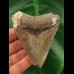 9,0 cm großer Zahn des Megalodon mit Muscheln