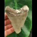 9,0 cm großer Zahn des Megalodon mit Muscheln