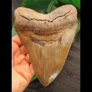 14,9 cm massiver Zahn des Megalodon