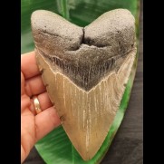 13,4 cm großer Zahn des Megalodon