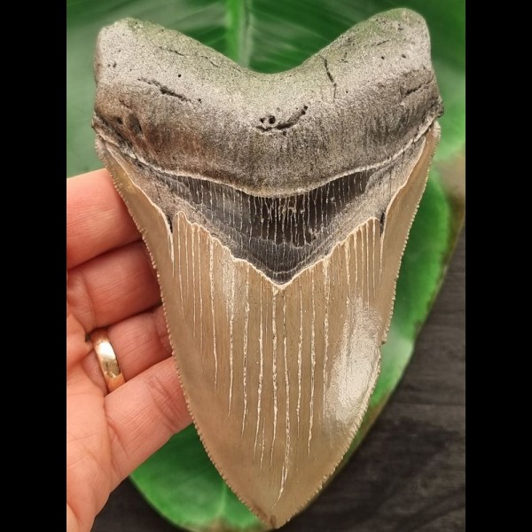 13,0 cm scharfer Zahn des Megalodon