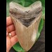 13.0 cm sharp tooth of the Megalodon