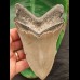 13,0 cm scharfer Zahn des Megalodon