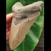 13.0 cm sharp tooth of the Megalodon
