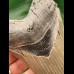 13.0 cm sharp tooth of the Megalodon