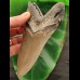 13,0 cm scharfer Zahn des Megalodon