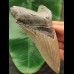 13,0 cm scharfer Zahn des Megalodon