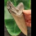 13,0 cm scharfer Zahn des Megalodon