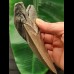 13.0 cm sharp tooth of the Megalodon
