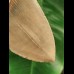 13.0 cm sharp tooth of the Megalodon