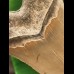 13.0 cm sharp tooth of the Megalodon