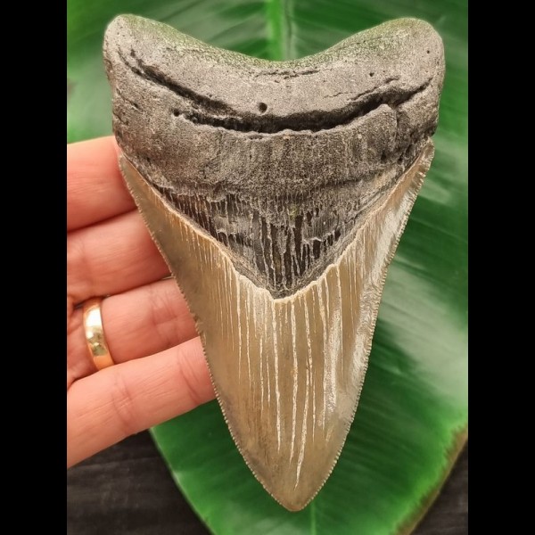 12,2 cm grauer Zahn des Megalodon