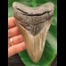 12,2 cm grauer Zahn des Megalodon