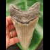12,2 cm grauer Zahn des Megalodon