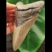 12.2 cm grey tooth of the Megalodon