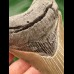 12.2 cm grey tooth of the Megalodon