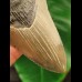 12.2 cm grey tooth of the Megalodon