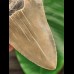 12.2 cm grey tooth of the Megalodon
