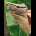 12.2 cm grey tooth of the Megalodon
