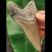 12,2 cm grauer Zahn des Megalodon