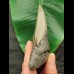 12.2 cm grey tooth of the Megalodon