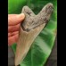 12,2 cm grauer Zahn des Megalodon