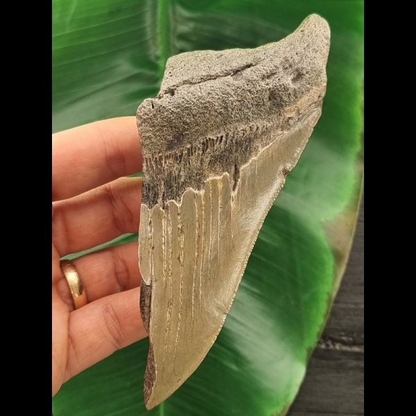 13,3 cm großes Zahnfragment des Megalodon