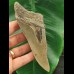 13.3 cm tooth fragment of Megalodon