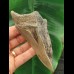 13.3 cm tooth fragment of Megalodon