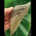 13,3 cm großes Zahnfragment des Megalodon