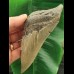 13.3 cm tooth fragment of Megalodon