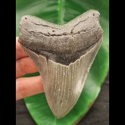 9.9 cm large grey tooth of the Megalodon