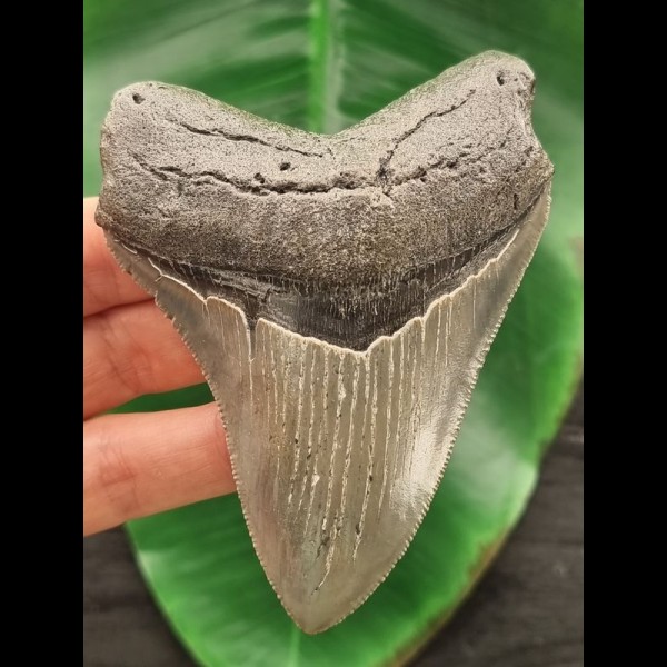 9,9 cm großer grauer Zahn des Megalodon