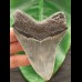 9,9 cm großer grauer Zahn des Megalodon