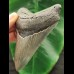 9,9 cm großer grauer Zahn des Megalodon