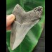 9,9 cm großer grauer Zahn des Megalodon