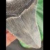 9,9 cm großer grauer Zahn des Megalodon