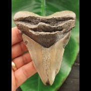 10,1 cm großer Zahn des Megalodon