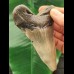 10,1 cm großer Zahn des Megalodon