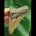 7.8 cm large tooth of the Megalodon