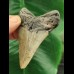 7,8 cm großer Zahn des Megalodon