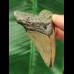 7.8 cm large tooth of the Megalodon