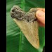 7.8 cm large tooth of the Megalodon