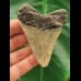 7.8 cm large tooth of the Megalodon